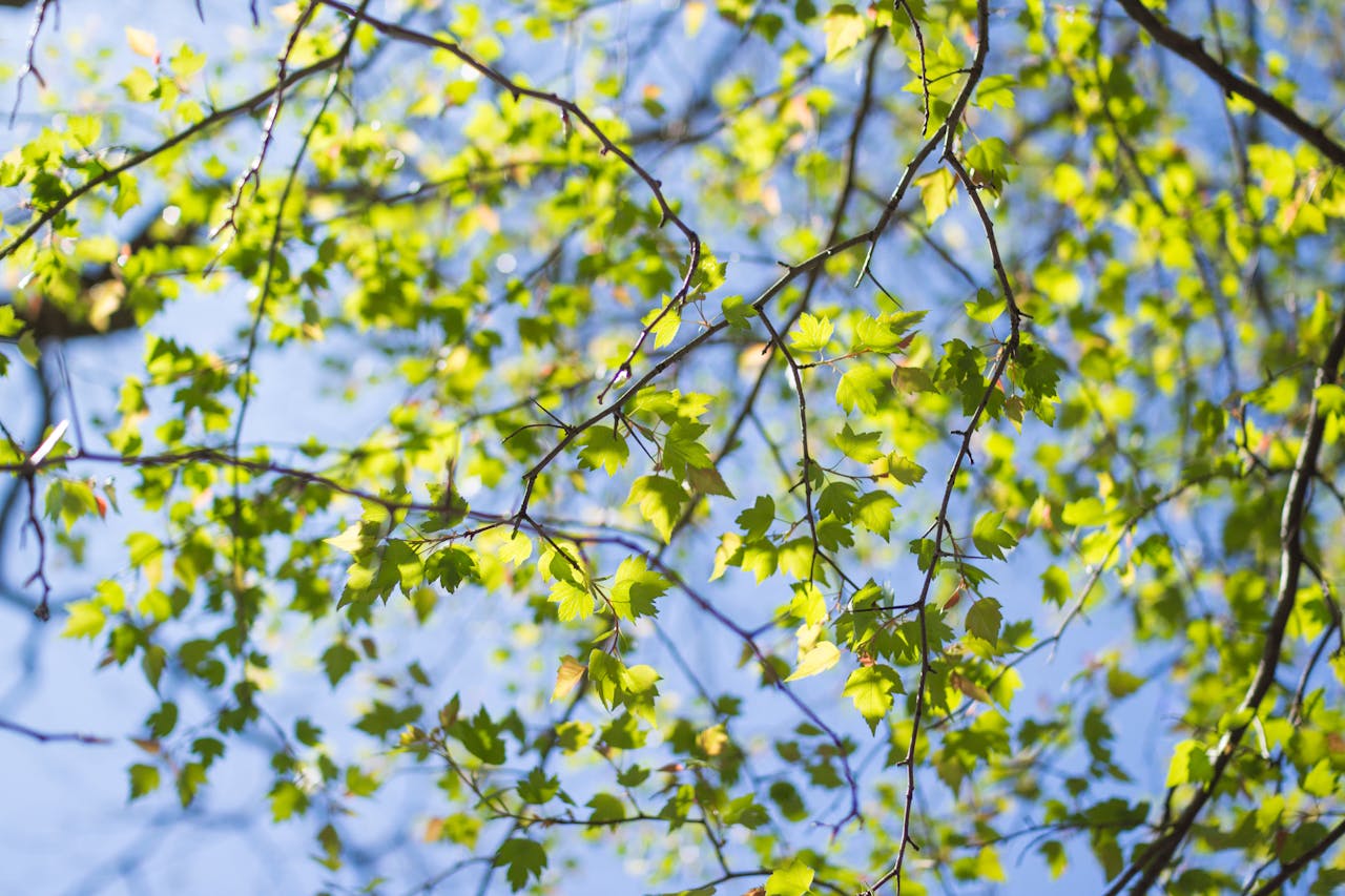 Trail and forest stewardship in Shawnee State Forest
